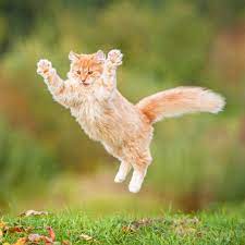 Ducks goose chicken bird horse cat dog swan cow fish. How Cats Used Humans To Conquer The World The Atlantic