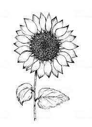 See also sunflower fields long island 2018. How To Draw A Sunflower Easy Step By Step Drawing Guides
