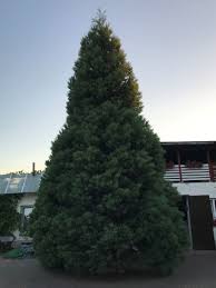 Freie kommerzielle nutzung keine namensnennung top qualität. Blauer Mammutbaum Glaucum Sequoiadendron Giganteum Glaucum Baumschule Horstmann