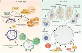 Frontiers | Autophagy and the Cell Cycle: A Complex Landscape ...