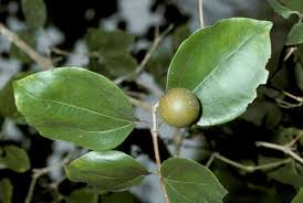 Image result for Strychnos