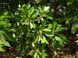 Image result for Uapaca