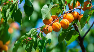 If enough time has been allowed to pass, and the apricot tree is otherwise healthy, there are a few things to do to help it become fruitful. How To Grow An Apricot Tree In Your Garden 2021 Masterclass