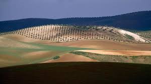 A Taste Of Andalucian Olive Oil Andalucia Spain Andalucia Spain