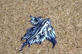 The blue dragon or glaucus atlanticus, in this post, one of the. Blue Dragon Washes Ashore In Australia Where Did It Come From Csmonitor Com