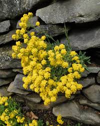 Image result for Aurinia