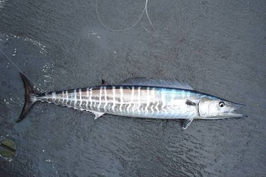 Atlantic Wahoo | NOAA Fisheries