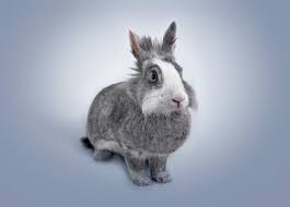 For example, if bunnies are moved from a cool to warm environment too quickly, the results could be dire. Why Is My Rabbit Aggressive