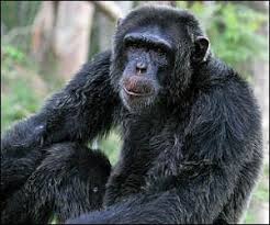 Pin By Fawkesphoenix On Escape To Chimp Eden Chimp Great Ape Chimpanzee