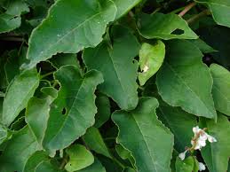 Image result for Fallopia baldschuanica