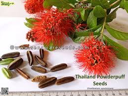 Image result for Combretum constrictum