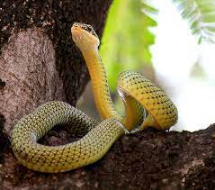 golden tree snake chrysopelea ornata snake snake facts pretty snakes