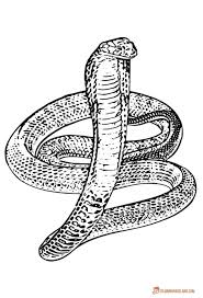 Sadece gov.tr, edu.tr, tsk.tr, k12.tr, av.tr, dr.tr, bel.tr, pol.tr, kep.tr uzantıları için başvuru alınmaktadır. Snake Coloring Pages Free Downloadable And Printable Sheets Coloring Home
