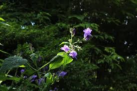 Image result for Strobilanthes