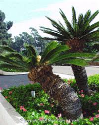 There are 9 groupings of cycads: The Sago Palm Cycas Revoluta Cold Hardy Large Cycad