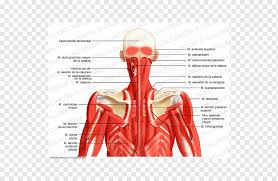 The human body is fascinating to study, which is why anatomy is such a popular subject. Posterior Triangle Of The Neck Head And Neck Anatomy Posterior Auricular Muscle Abdomen Anatomy Text Hand Human Png Pngwing