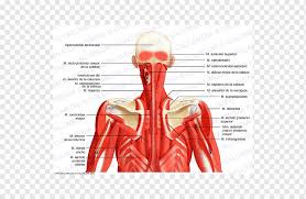 Contains glands ( thyroid , parathyroid, and thymus ), the larynx , pharynx and trachea. Posterior Triangle Of The Neck Head And Neck Anatomy Posterior Auricular Muscle Abdomen Anatomy Text Hand Human Png Pngwing