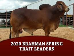 The brahman breed (also known as brahma) originated from bos indicus cattle from india, the sacred cattle of india. 2020 Brahman Spring Trait Leaders The Brahman Journal