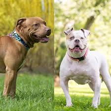 But what can you expect from this mixed breed dog? Is A Bulldog A Pit Bull Here Are The Differences Any Bulldog