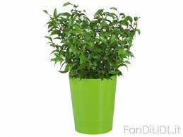 Potrete ottenere gli orari di apertura dell'esercente nello schema sopra. Piante Verdi Fiori Volantinolidl It Le Ultime Offerte Lidl Volantino Lidl