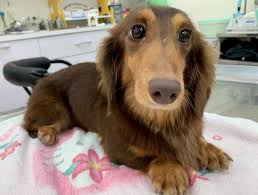 Health guarantee, vet check, up to date shots and worming. Vancouver Dachshund Rescue Bringing Pups From Taiwan To Bc Vancouver Is Awesome