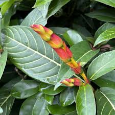 Image result for Sabicea venosa