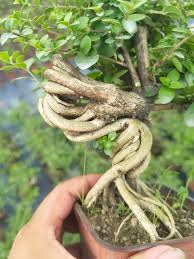 Image result for Premna