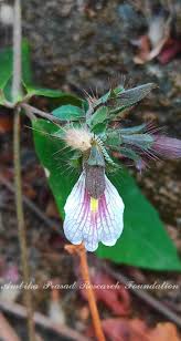 Image result for Blepharis maderaspatensis