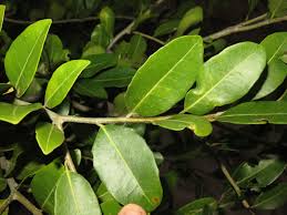 Image result for Drypetes gerrardii