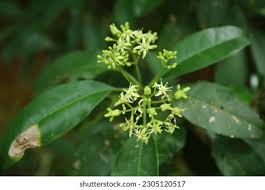 Image result for Gymnosporia