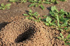 Read about control and removal. How To Kill And Prevent Fire Ants In Your Yard