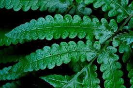 Image result for Blotiella glabra