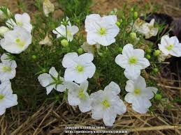 Image result for Nierembergia hippomanica