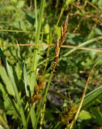 Image result for Carex chlorosaccus