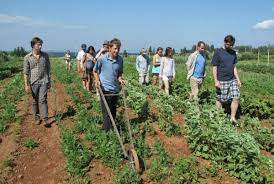 Canada CautÄƒ Cu Disperare Muncitori In AgriculturÄƒ Agroinfo Ro
