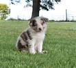 Blue Merle Border Collie Red Merle