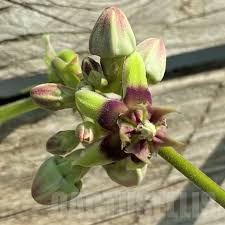 Image result for Raphionacme globosa