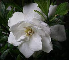 Pin On Showcase Plants