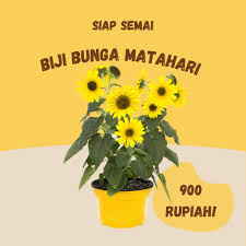 Bunga matahari kota malang, malang. Harga Bunga Matahari Terbaik Taman Perlengkapan Rumah Juni 2021 Shopee Indonesia
