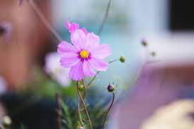Non sono solo belle ma anche fungono da veicolo per mostrare come ci si. Fiori 4k Ultra Hd Wallpaper Sfondo 5046x3364