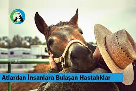Kopeklerden Insanlara Bulasan Hastaliklar Dost Dernegi