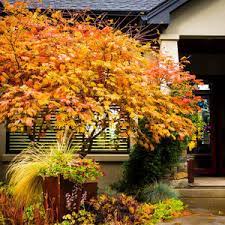 Maybe you would like to learn more about one of these? Acer Shirasawanum Autumn Moon Kiefer Nursery Trees Shrubs Perennials