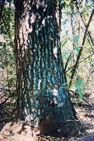 Image result for Macphersonia