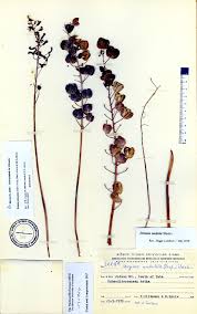 Image result for Drimia elata