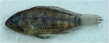 Maybe you would like to learn more about one of these? Checklist And Practical Identification Key For The Cichlid Fishes Cichliformes Cichlidae Of The La Plata Drainage In Bolivia Including Three New Geographical Records Biorxiv