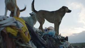 Fall of constantinople, also known as 1453, refers to a series of memes that revolve around the capture of the byzantine empire's capital by the ottoman empire in 1453, marking the end of the byzantines and the remnants of the roman empire. A Dog S Eye View Of Life On The Streets Of Istanbul