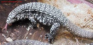 Argentine Black And White Tegu For Sale Black And White Argentine Tegu Want Tegu Reptiles And Amphibians Large Lizards
