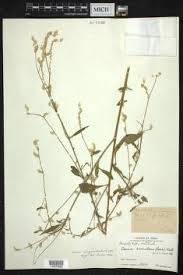 Image result for Aerva leucura