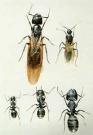 Carpenter Ants Osu Extension Service Metro Area Master