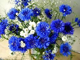 Pictures Of Flowers Blue Cornflower Flower Pictures Flowers Flower Garden